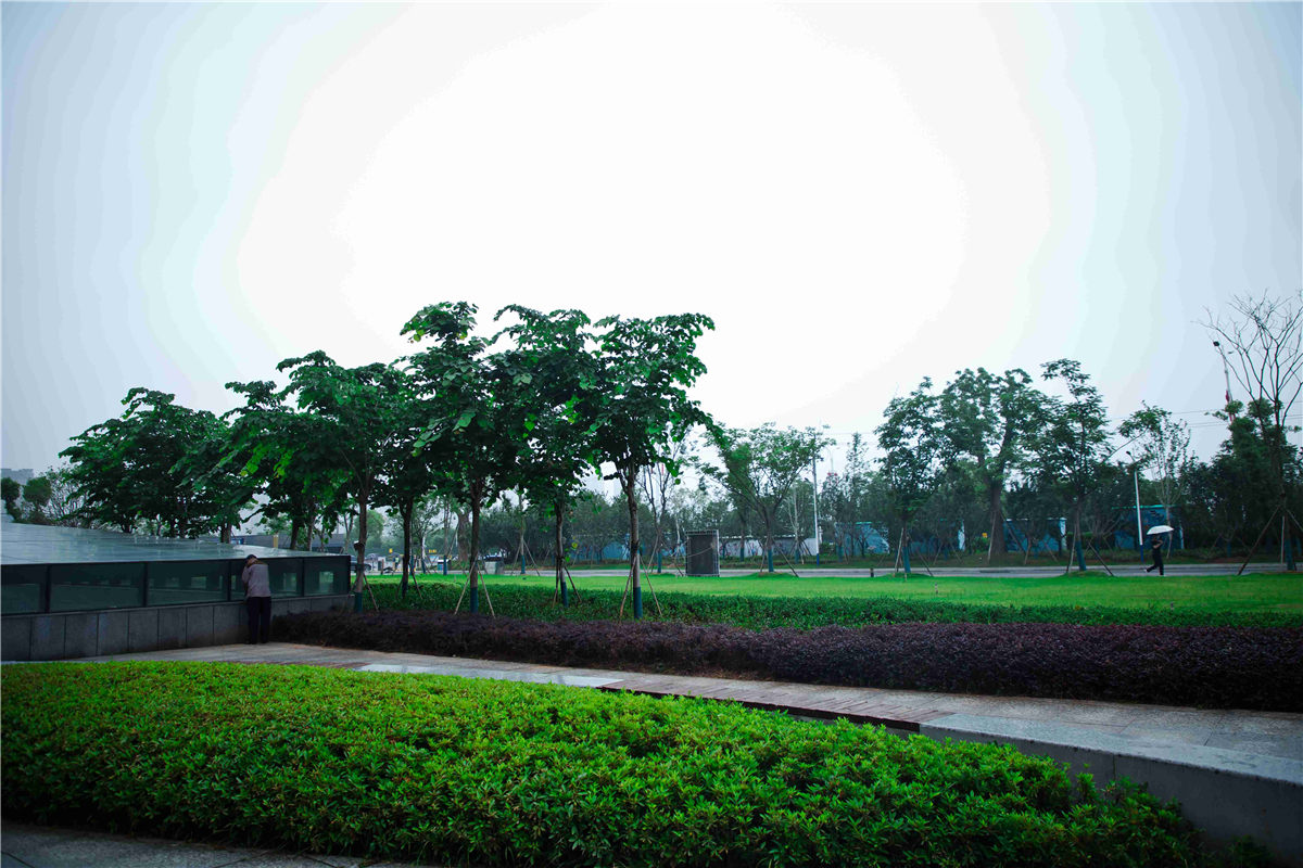 國光園林王小洪：草坪修剪、施肥、病蟲害防治技術(shù)要點(diǎn)