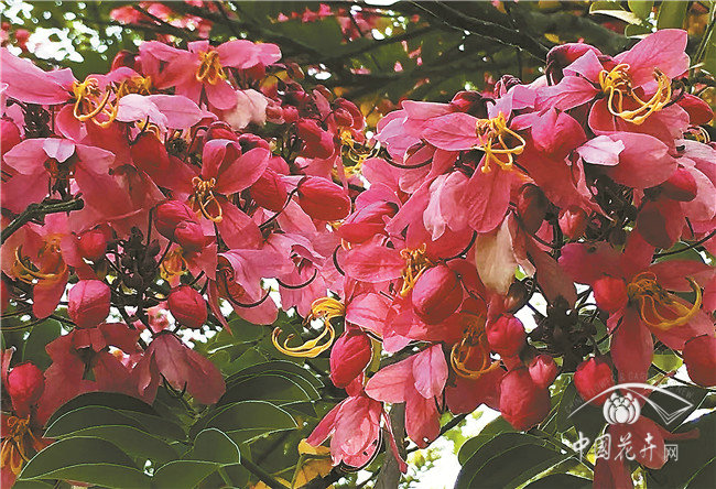 世界上開花最多的植物園？——西雙版納熱帶植物園